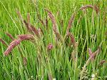 grasses, sedges & rushes