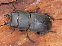 lesser stag beetle