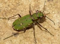green tiger beetle