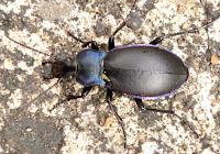 violet ground-beetle