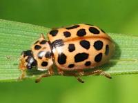 water ladybird