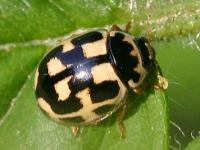 14 spot ladybird