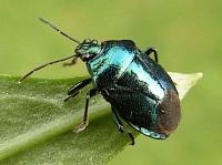 blue shieldbug
