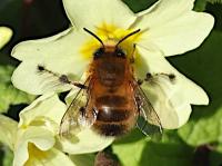 hairy-footed flowerbee