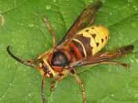 hornet