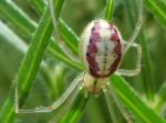 spiders