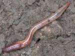 worms