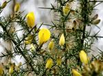 trees, shrubs & climbers