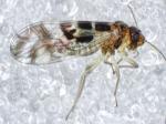 barkfly