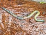 worms