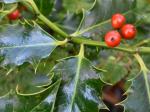 trees & shrubs