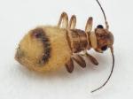 barkfly