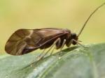 barkfly