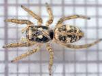 spiders