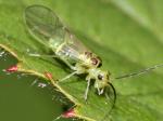 barkfly