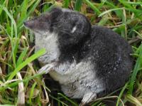 water shrew