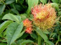 bedeguar gall