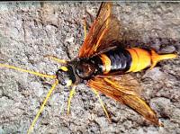 giant horntail