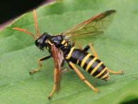 figwort sawfly