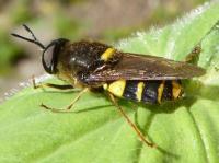 banded general