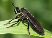 violet black-legged robberfly