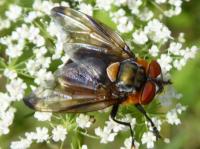 phasia hemiptera