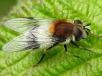 blotch-winged hoverfly