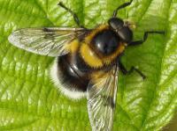 bumblebee hoverfly