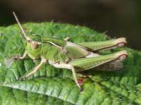 common green grasshopper