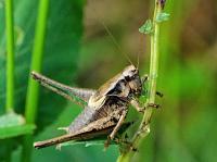 dark bush-cricket