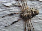 harvestmen