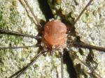 harvestmen