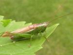 grasshoppers & crickets