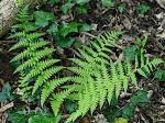 ferns & horsetails