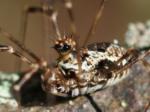 harvestmen