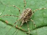 harvestmen