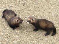 polecat