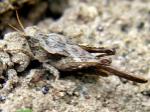 grasshoppers & crickets