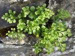 ferns & horsetails