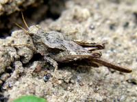slender groundhopper