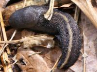 ash-grey slug