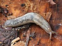 tree slug