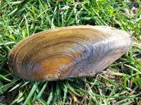 swan mussel