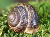 copse snail