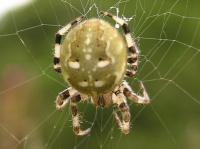 four-spotted orb-weaver