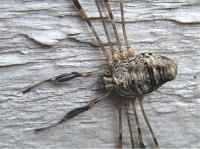 fork-palped harvestman
