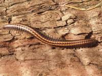 striped millipede