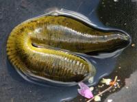 horse leech