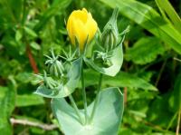 yellow-wort