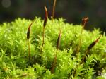 mosses